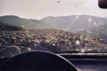 assaut d'un troupeau de moutons contre ma voiture en montant au Col du Glandon