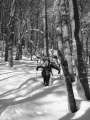 forêt trop raide et neige sans cohésion: trop dur de tracer à ski, on décide donc d'y aller à pied droit dans la pente (photo by Cornélius)