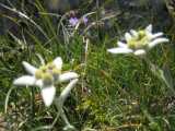 edelweiss (photo by Yann)