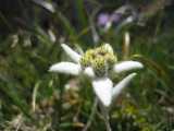 edelweiss (photo by Yann)