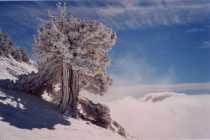 arbre platré de neige