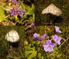 fleurs et champignons