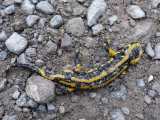 salamandre en sâle état (photo by Yann)