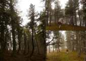 forêt à l'ambiance Blair Witch