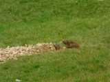 marmottes en plein forage